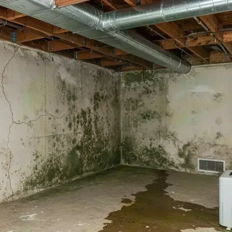 Professional Mold Removal in South San Gabriel, CA